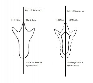 tridactyl_symmetrical