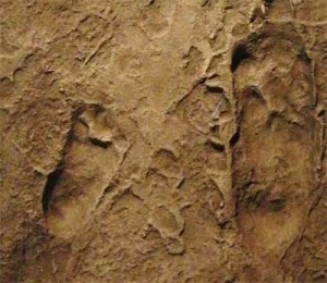 Laetoli-Print http://en.wikipedia.org/wiki/File:Laetoli_footprints_replica.jpg